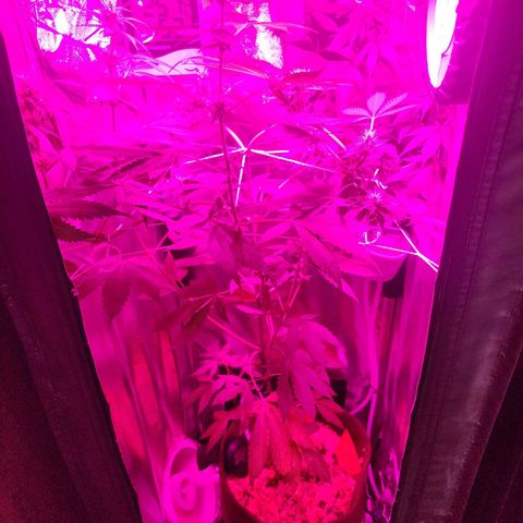 Gorilla Gold growlog timeline photo