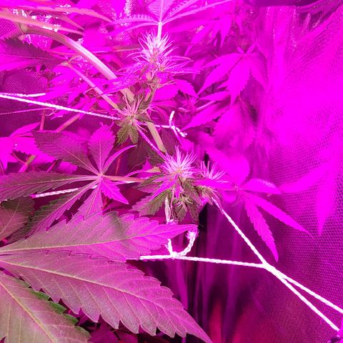 Gorilla Gold growlog timeline photo