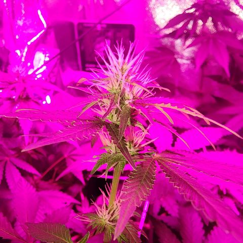 Gorilla Gold growlog timeline photo