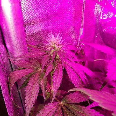 Gorilla Gold growlog timeline photo