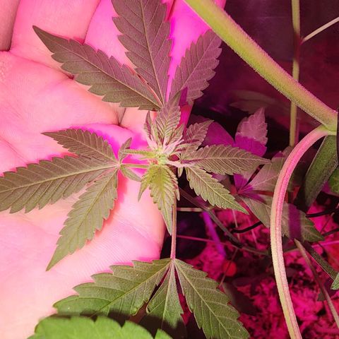 Gorilla Gold growlog timeline photo