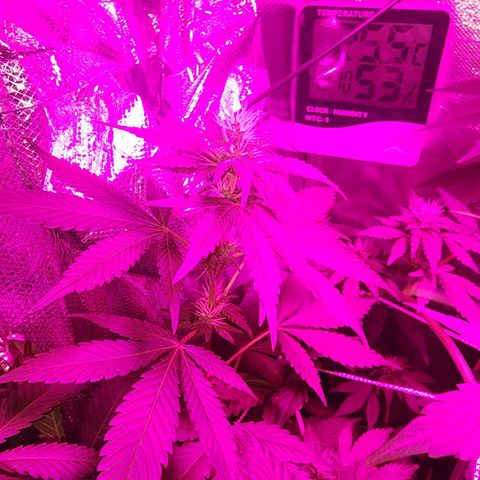 Gorilla Gold growlog timeline photo