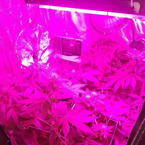 Gorilla Gold growlog timeline photo