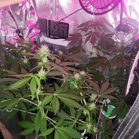 Gorilla Gold growlog timeline photo