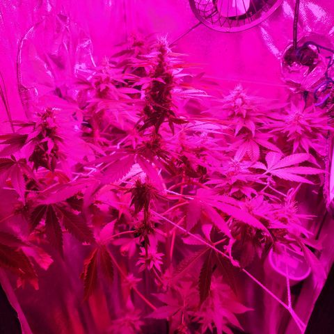 Gorilla Gold growlog timeline photo