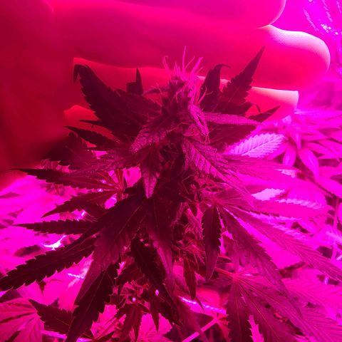 Gorilla Gold growlog timeline photo