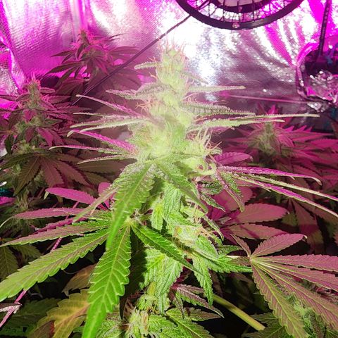 Gorilla Gold growlog timeline photo