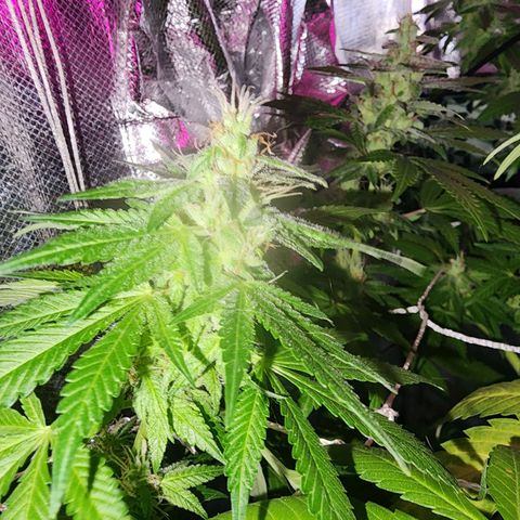 Gorilla Gold growlog timeline photo