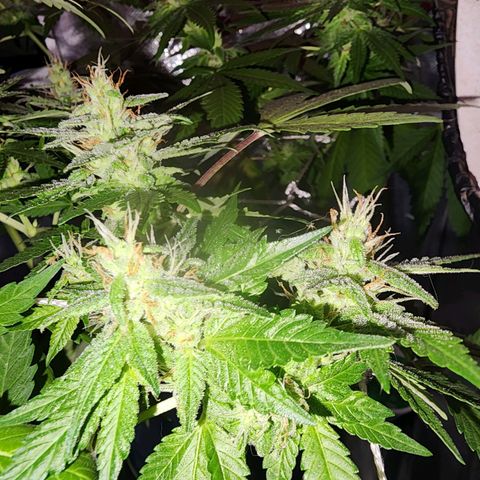 Gorilla Gold growlog timeline photo