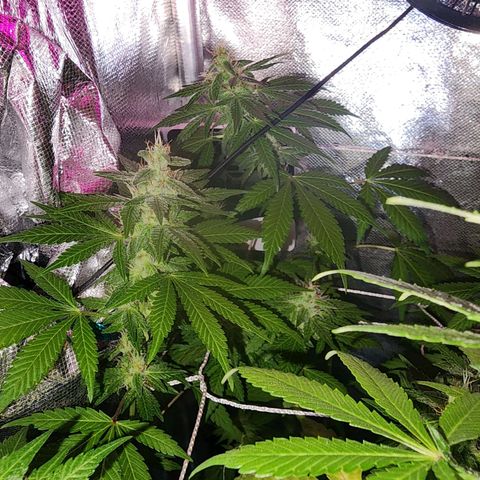 Gorilla Gold growlog timeline photo