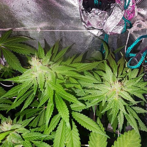 Gorilla Gold growlog timeline photo