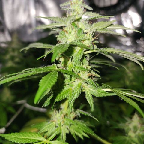 Gorilla Gold growlog timeline photo