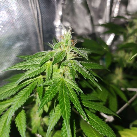 Gorilla Gold growlog timeline photo
