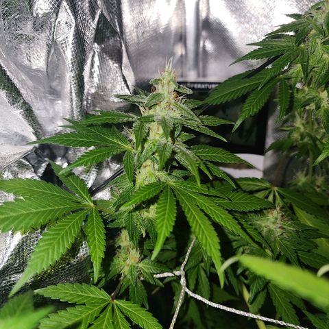 Gorilla Gold growlog timeline photo