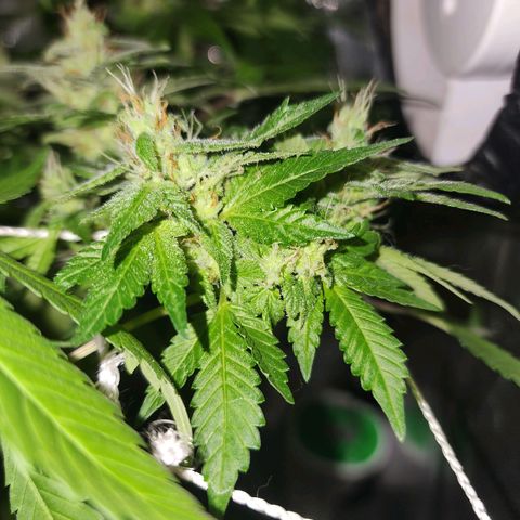 Gorilla Gold growlog timeline photo