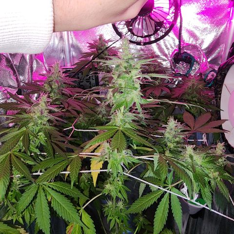 Gorilla Gold growlog photo: Buds grandes, jaja colheita