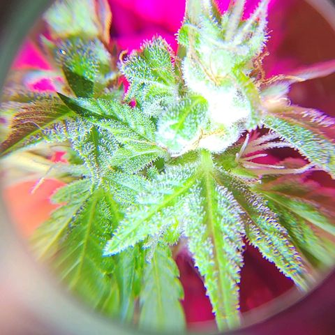 Gorilla Gold growlog timeline photo