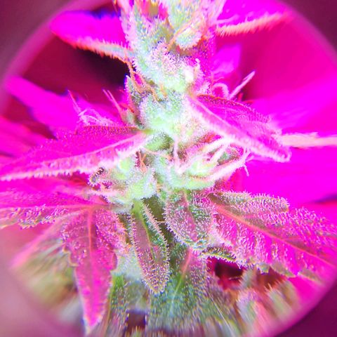 Gorilla Gold growlog timeline photo