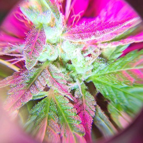 Gorilla Gold growlog timeline photo