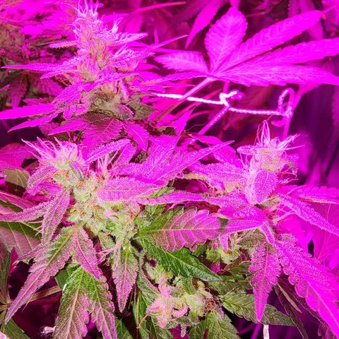 Gorilla Gold growlog timeline photo