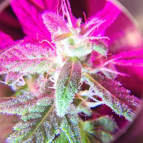 Gorilla Gold growlog timeline photo