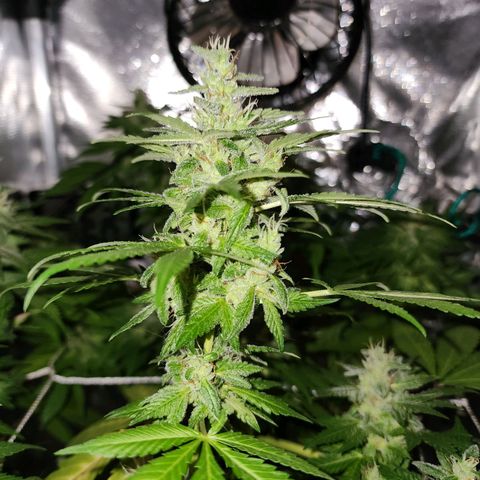 Gorilla Gold growlog timeline photo
