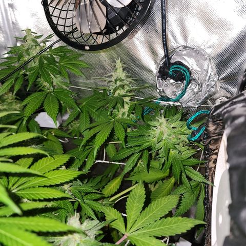 Gorilla Gold growlog timeline photo