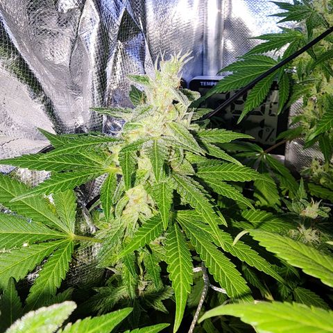 Gorilla Gold growlog timeline photo
