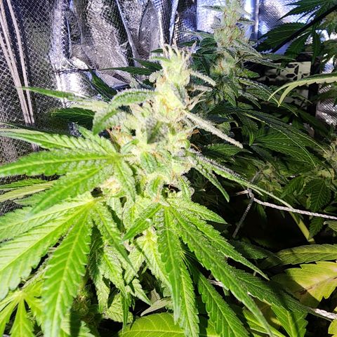 Gorilla Gold growlog timeline photo