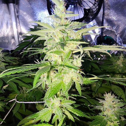 Gorilla Gold growlog timeline photo