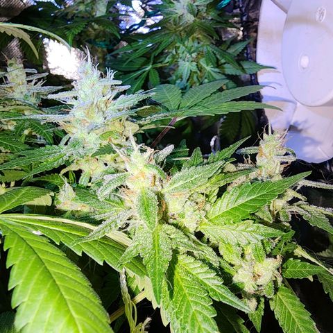 Gorilla Gold growlog timeline photo