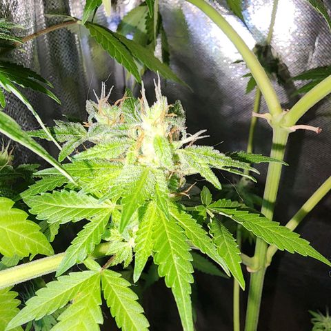 Gorilla Gold growlog timeline photo