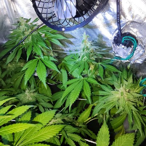Gorilla Gold growlog timeline photo
