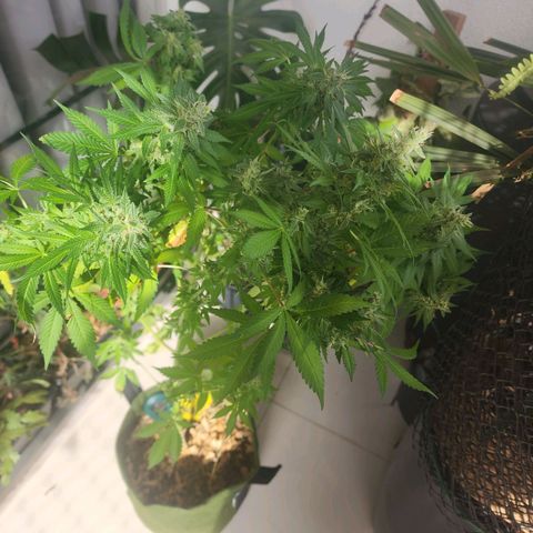 Gorilla Gold growlog timeline photo