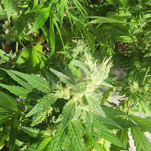 Gorilla Gold growlog timeline photo