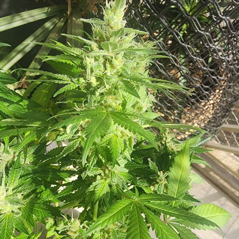 Gorilla Gold growlog timeline photo