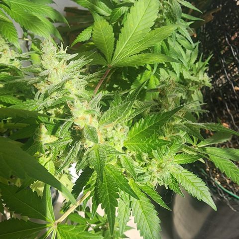 Gorilla Gold growlog timeline photo