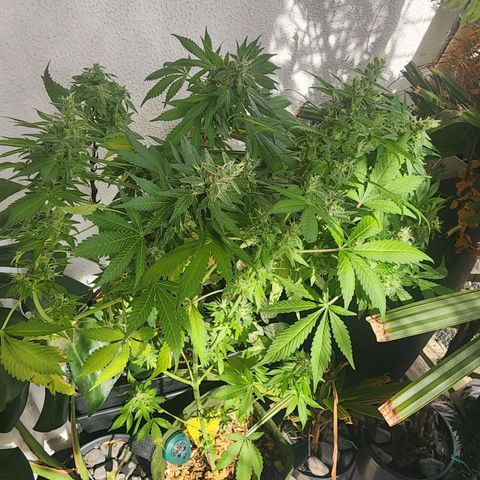 Gorilla Gold growlog timeline photo