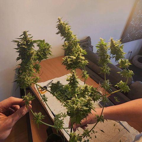 Gorilla Gold growlog timeline photo