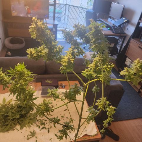 Gorilla Gold growlog timeline photo