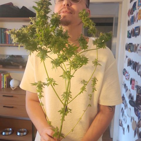 Gorilla Gold growlog timeline photo