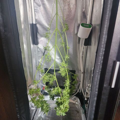 Gorilla Gold growlog timeline photo