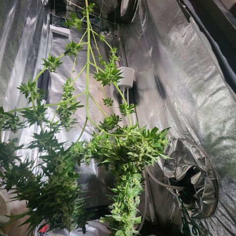 Gorilla Gold growlog timeline photo