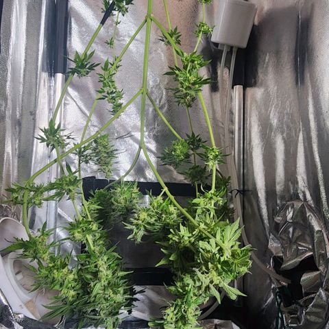 Gorilla Gold growlog timeline photo