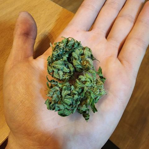 Gorilla Gold growlog timeline photo