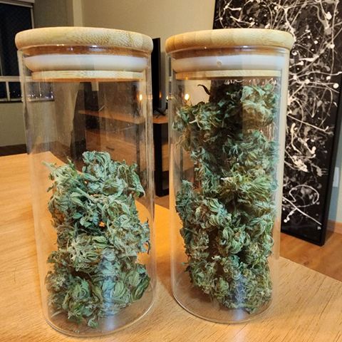 Gorilla Gold growlog timeline photo