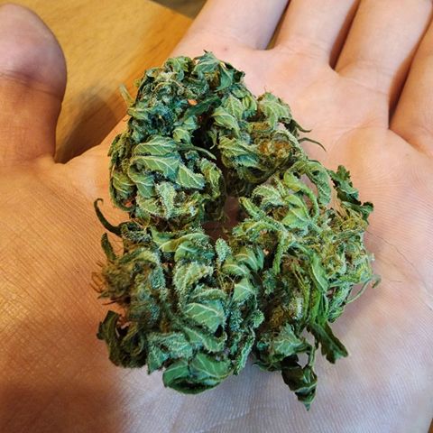 Gorilla Gold growlog timeline photo