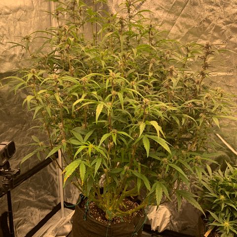 Sweetberry Cough Auto growlog timeline photo