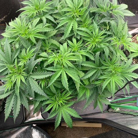 Grapefruit Diesel growlog timeline photo