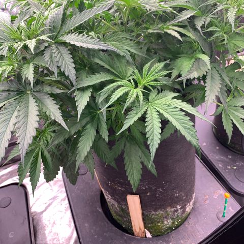 Grapefruit Diesel growlog timeline photo